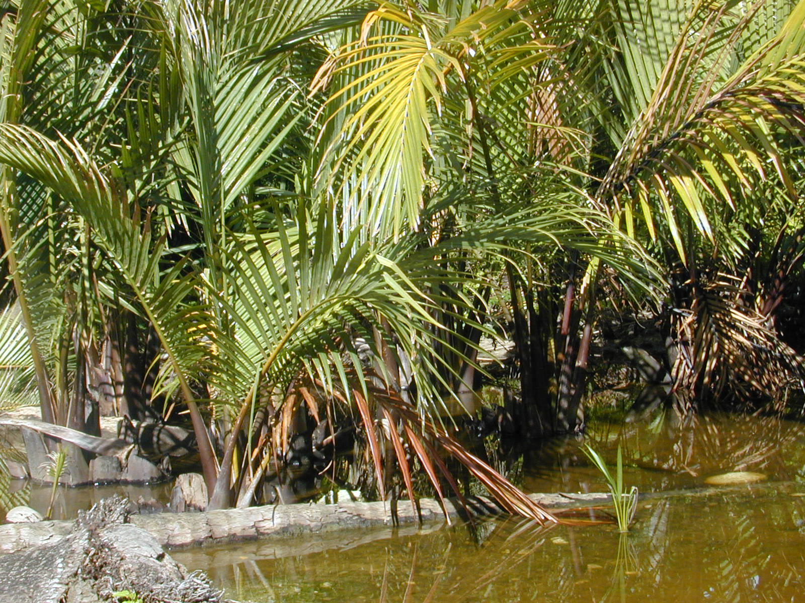 XP_Nepf_D4090 pohon bobo papua
