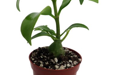 Papua Plant Indoor Guide: Best Tropical Species for Homes