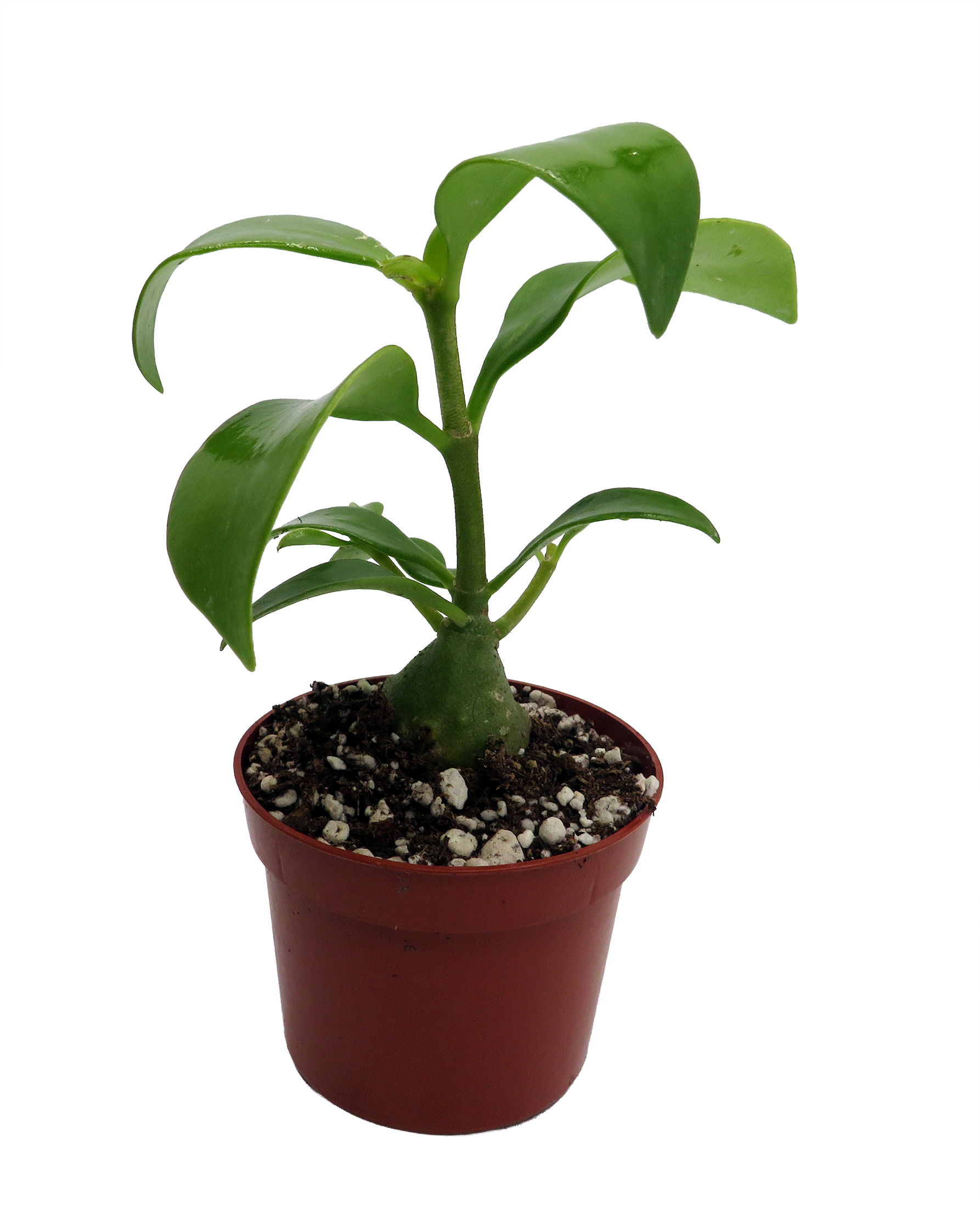 ant253__78634 papua plant indoor