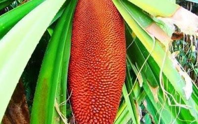 Medicinal Plants in Papua New Guinea: Herbs & Traditions
