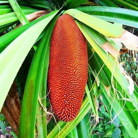 buah_merah_ofYDJ2shYM medicinal plants in papua new guinea