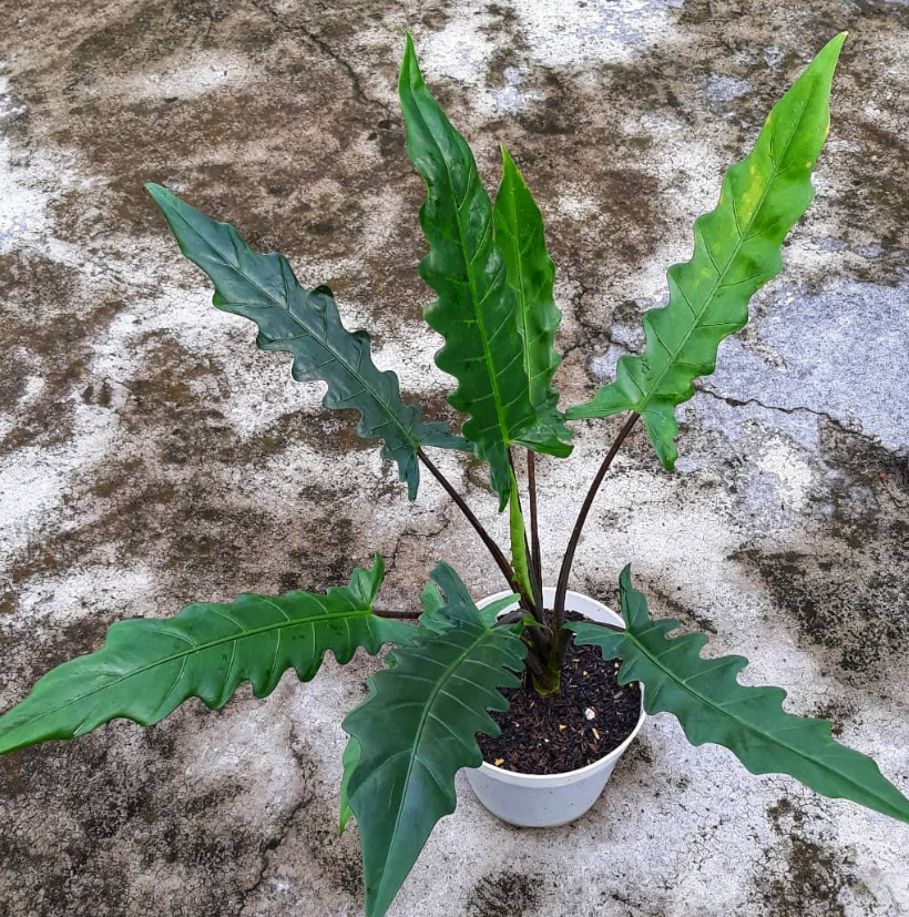 fbf76a836b6b4a20a0fa362d829a6384 tanaman hias keris papua