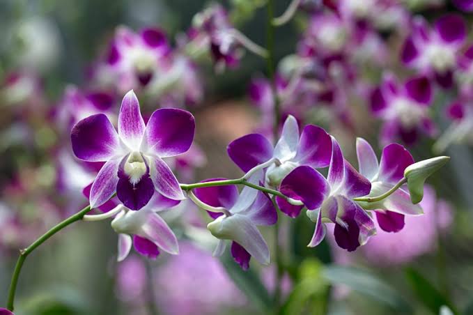 Dendrobium Orchids