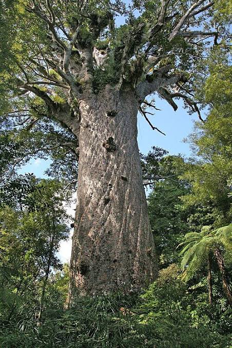 endangered plants in papua new guinea
