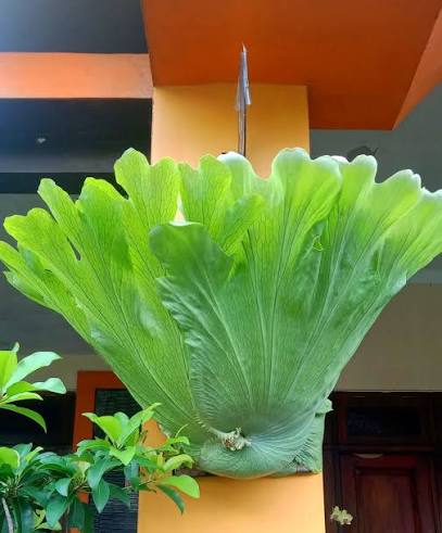 tanaman simbar papua