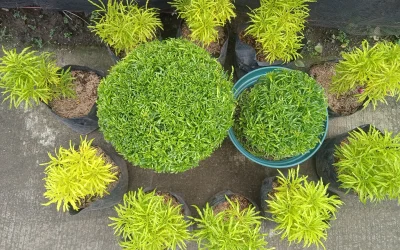 Tanaman yang Tumbuh Subur di Papua dan Manfaatnya