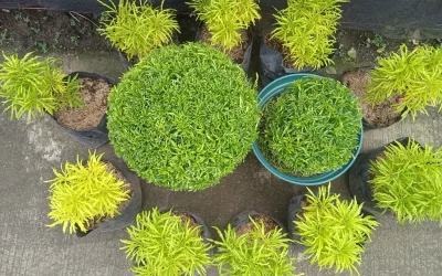 Golden Papua Plant Scientific Name and Plant Characteristics