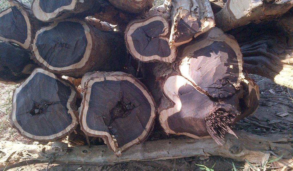 Kayu Hitam Papua