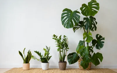 Agar Daun Tanaman Hias Mengkilap, Begini Cara Merawatnya