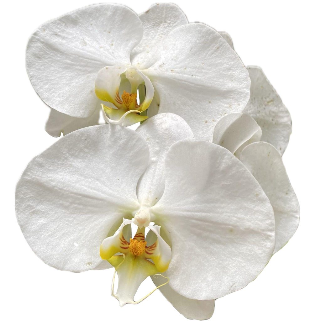 Anggrek Bulan (Phalaenopsis)