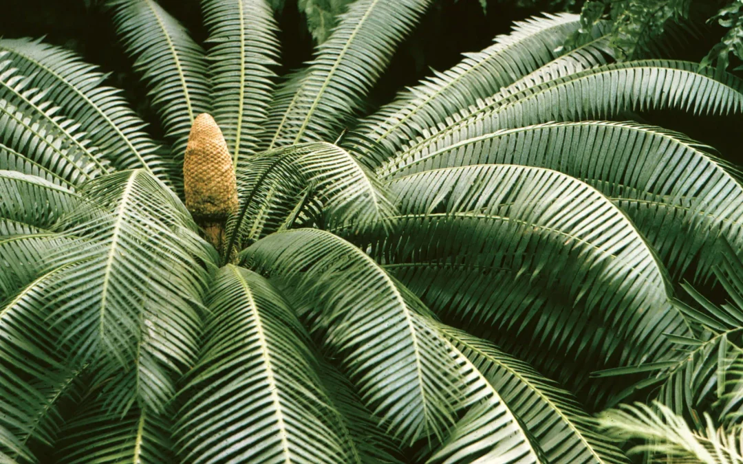 Importance of Classifying Plants: Key Benefits Explained