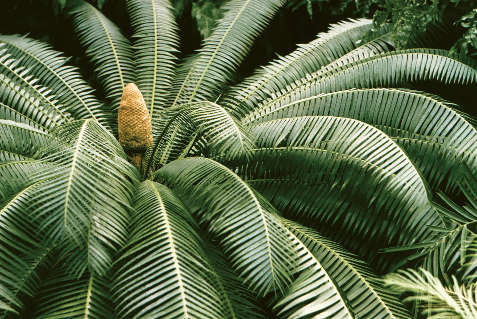 Cone-leaves-cycad importance of classifying plants