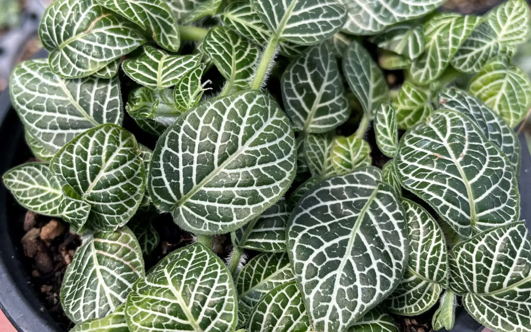 Are Nerve Plants Toxic? What Every Plant Owner Should Know