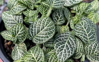 Are Nerve Plants Toxic? What Every Plant Owner Should Know