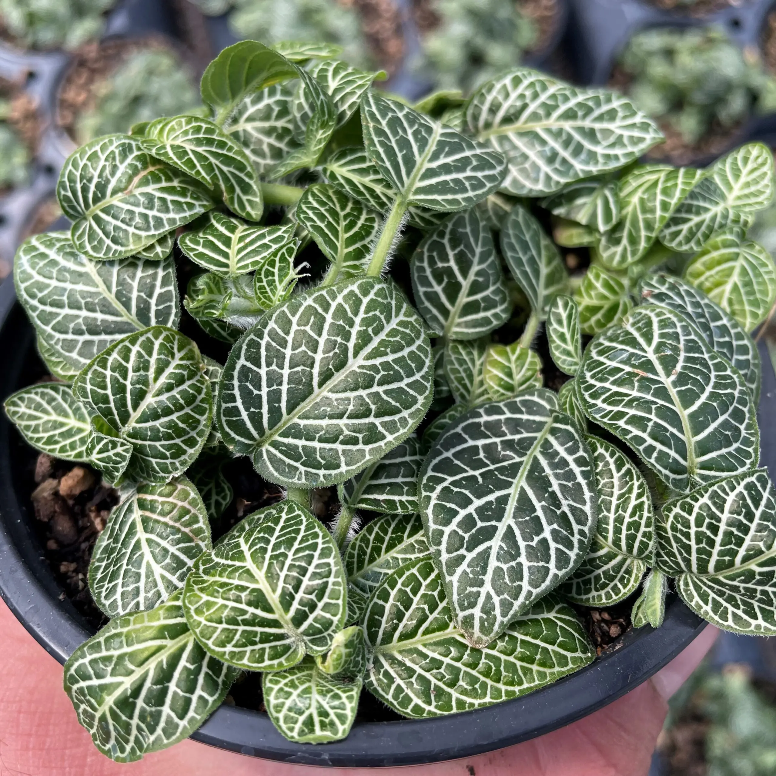 Fittonia-zebrano-Nerve-Plant-4-scaled.jpg are nerve plants toxic