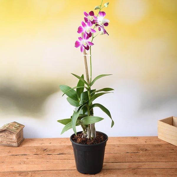 Anggrek Dendrobium