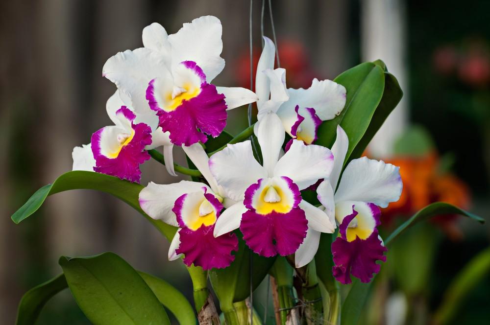 Anggrek Cattleya