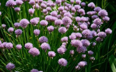 How Can Plants Be Classified by Their Key Features?