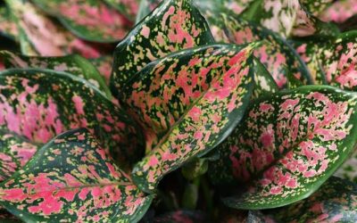 Aglonema Termasuk Tanaman Hias? Simak Jenis dan Cirinya