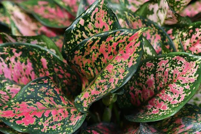 Aglonema Termasuk Tanaman Hias Apa? Ini Penjelasannya