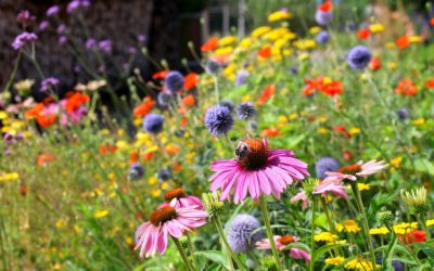 10 Resources From Plants and How We Use Them Every Day
