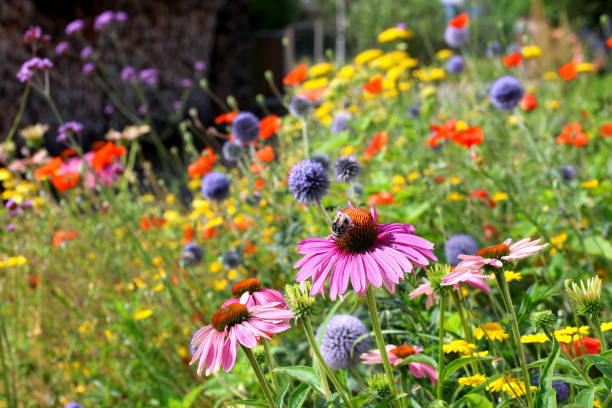 Lots of food for insects with a variety of flowers in the garden. 10 resources from plants