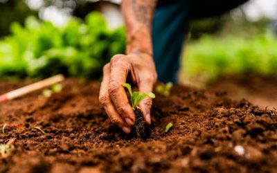 Different Classes of Plants: A Complete Guide to Plant Groups