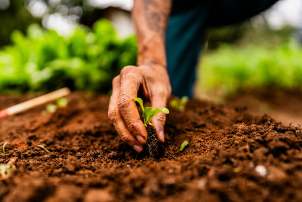 Close-up of a farmer planting a lettuce seedling on a community garden different classes of plants