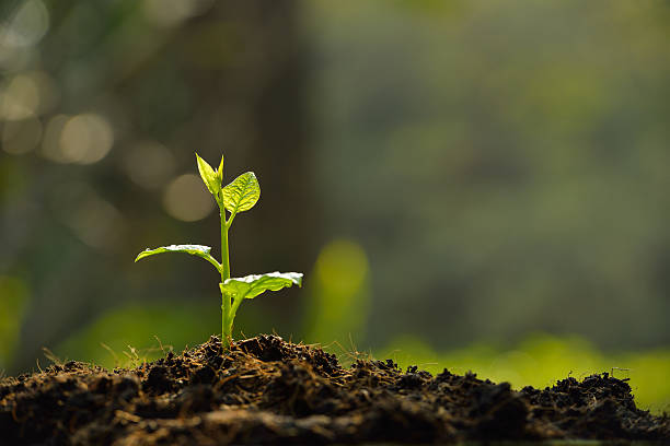 Young plant in the morning light 5 cara merawat tanaman dengan baik