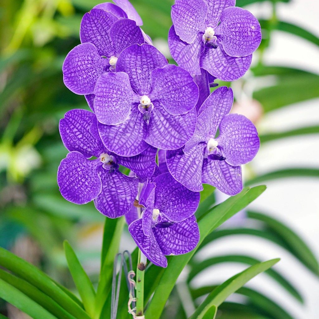 Anggrek Vanda