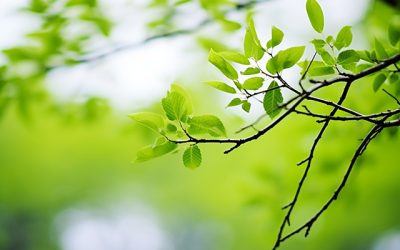 Agar Daun Tanaman Lebat, Lakukan 7 Cara Mudah Ini!